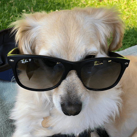 Hank with Glasses